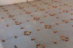 IMG-20240606-WA0015